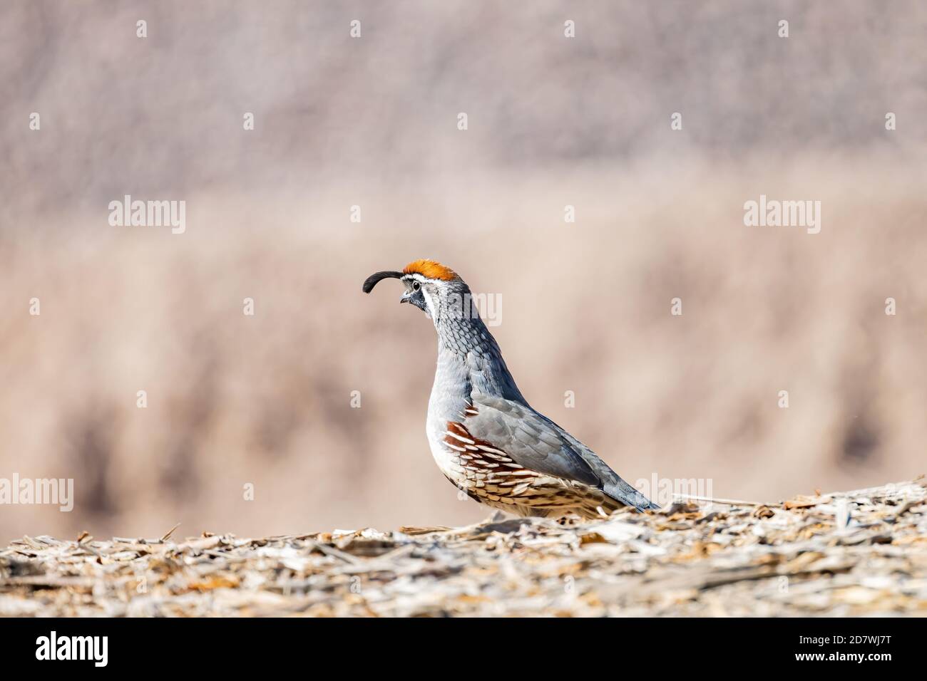Gros plan de l'adorable oiseau Quail au Nevada Banque D'Images