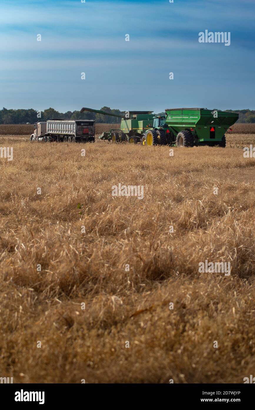 Liban, il--17 octobre 2020; le tracteur vert, la trémie et le tracteur chargeant ont récolté du maïs sec à partir de champs en automne dans le midwest des États-Unis Banque D'Images