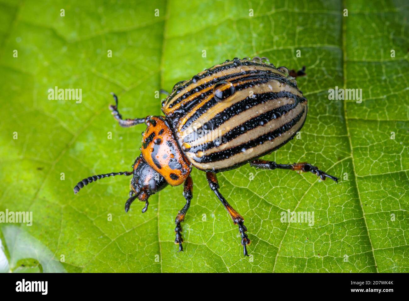 Photo macro d'un coléoptère de la pomme de terre du Colorado assis sur une laisse verte avec des gouttes d'eau sur son corps, cette insecte de la pomme de terre est un ravageur majeur des cultures de pommes de terre du monde Banque D'Images