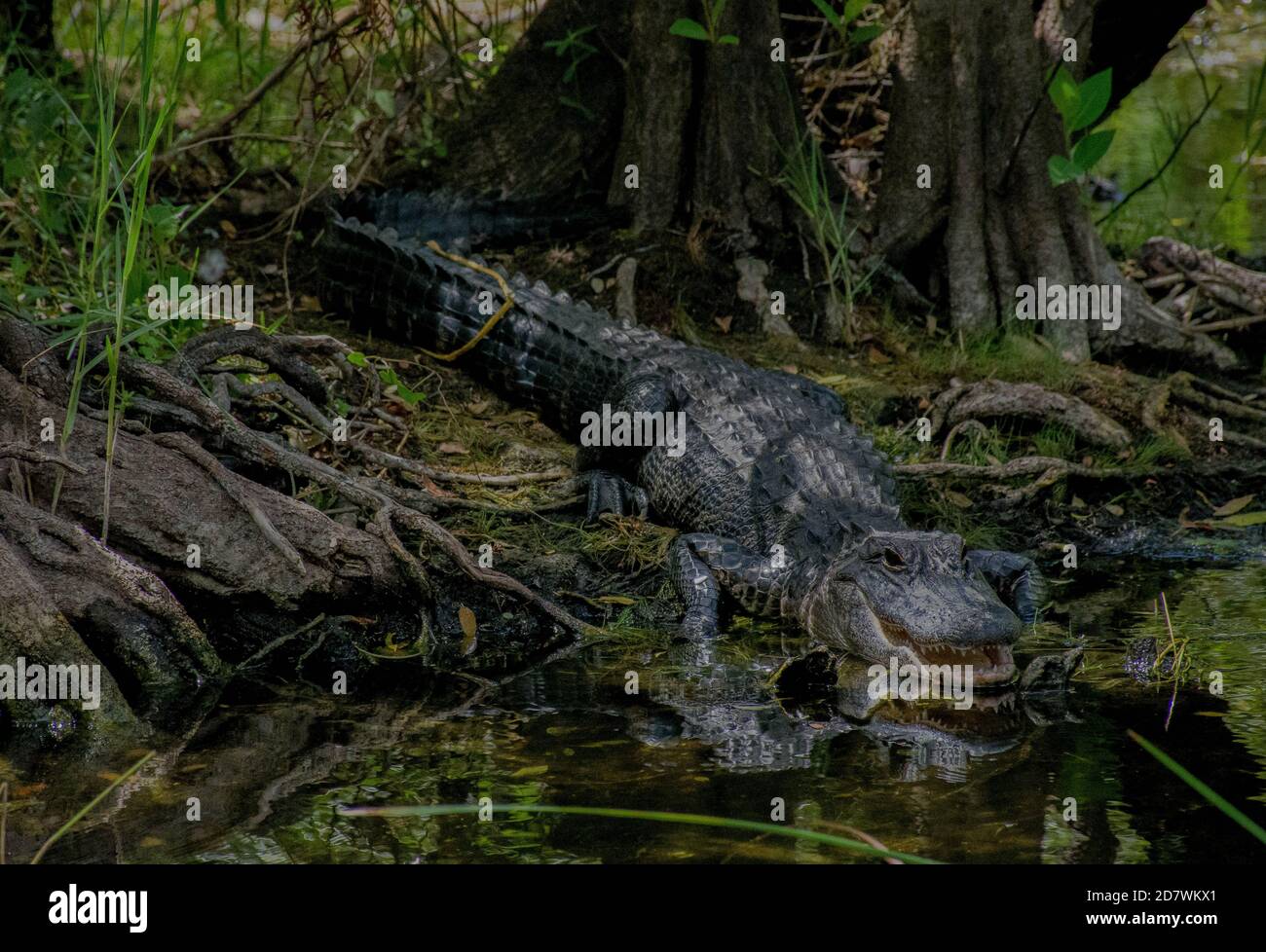 Découverte du parc national des Everglades et de ses habitants Banque D'Images