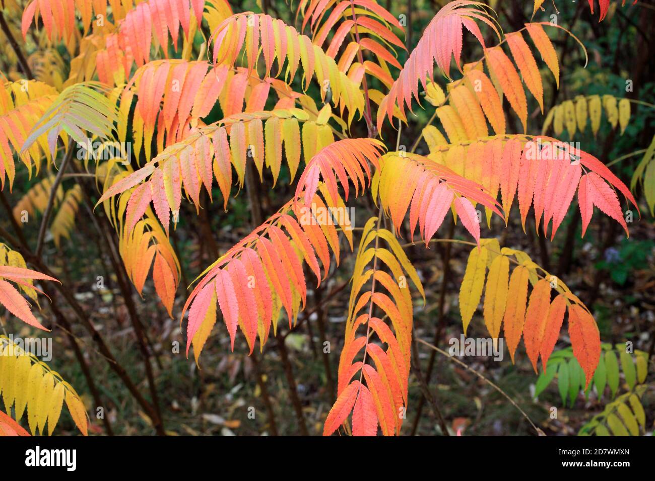 Automne, forêt, feuilles, couleurs, Montréal, Canada, Banque D'Images