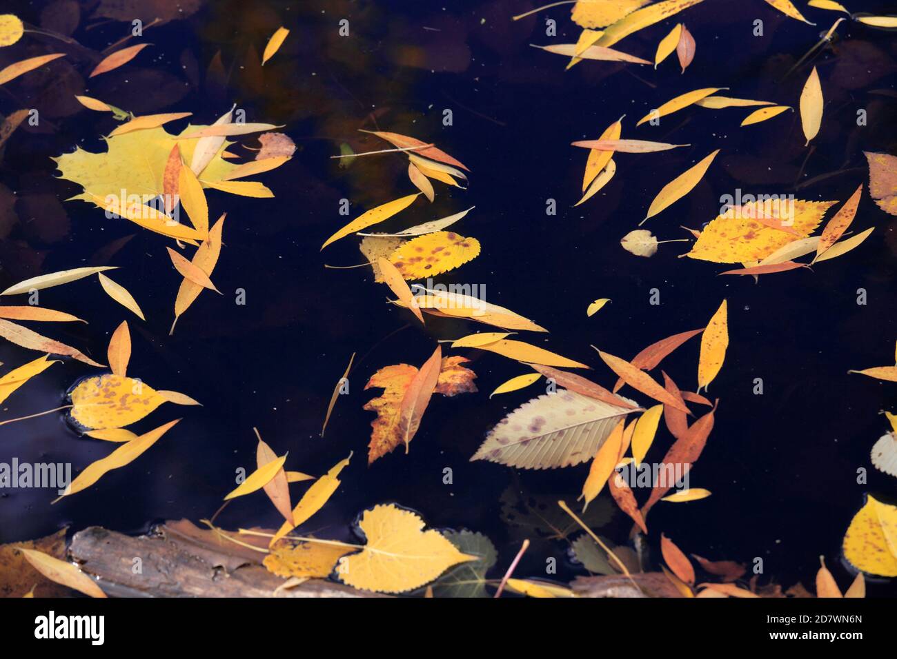 Automne, chute, feuilles, automne, nature, saisons, Banque D'Images