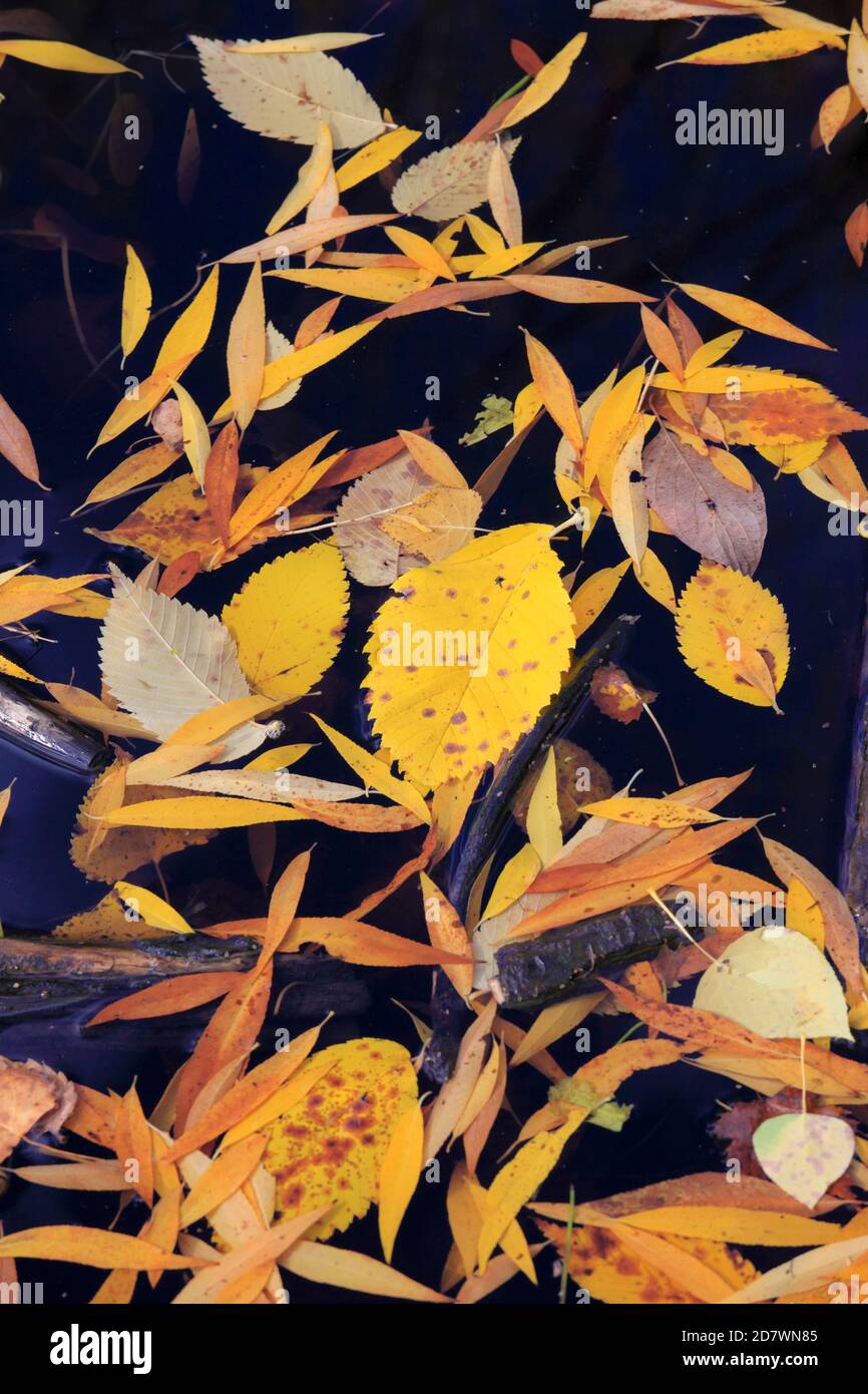 Automne, chute, feuilles, automne, nature, saisons, Banque D'Images