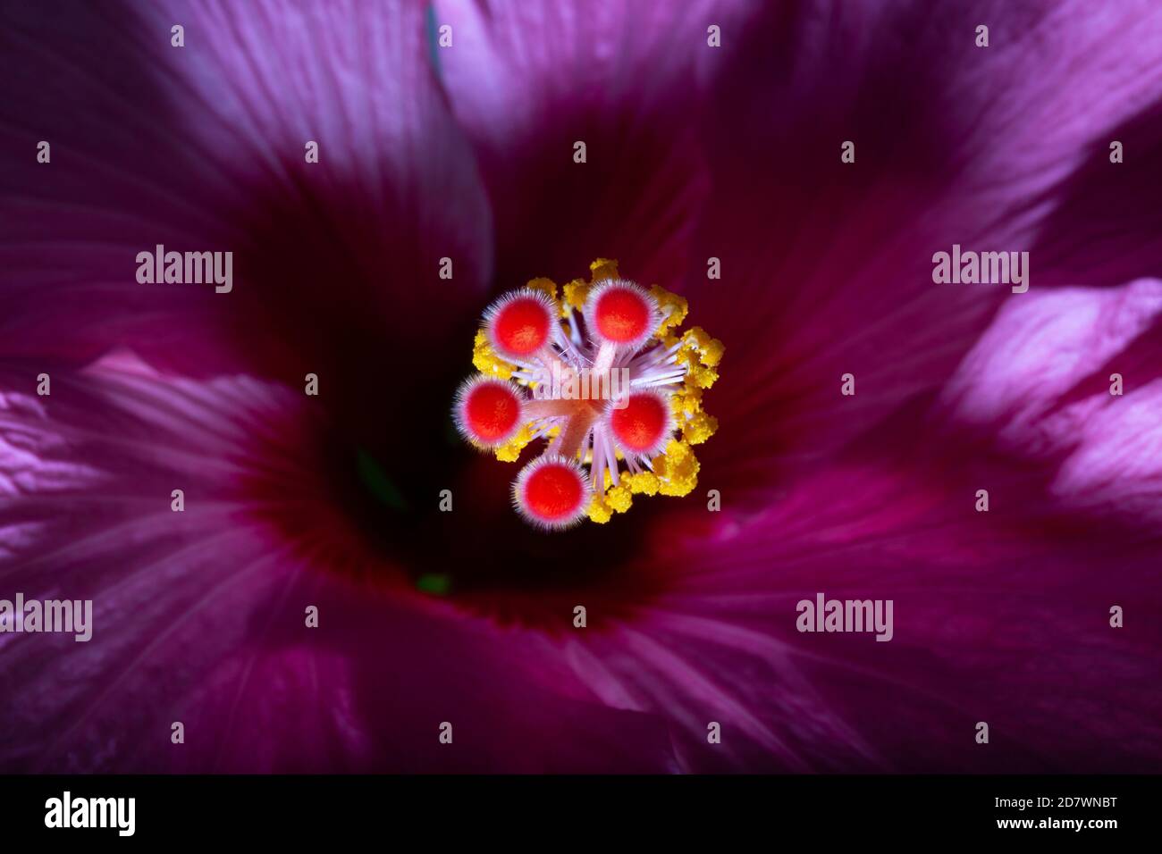 Hibiscus Juno gros plan détail des couleurs vives Banque D'Images