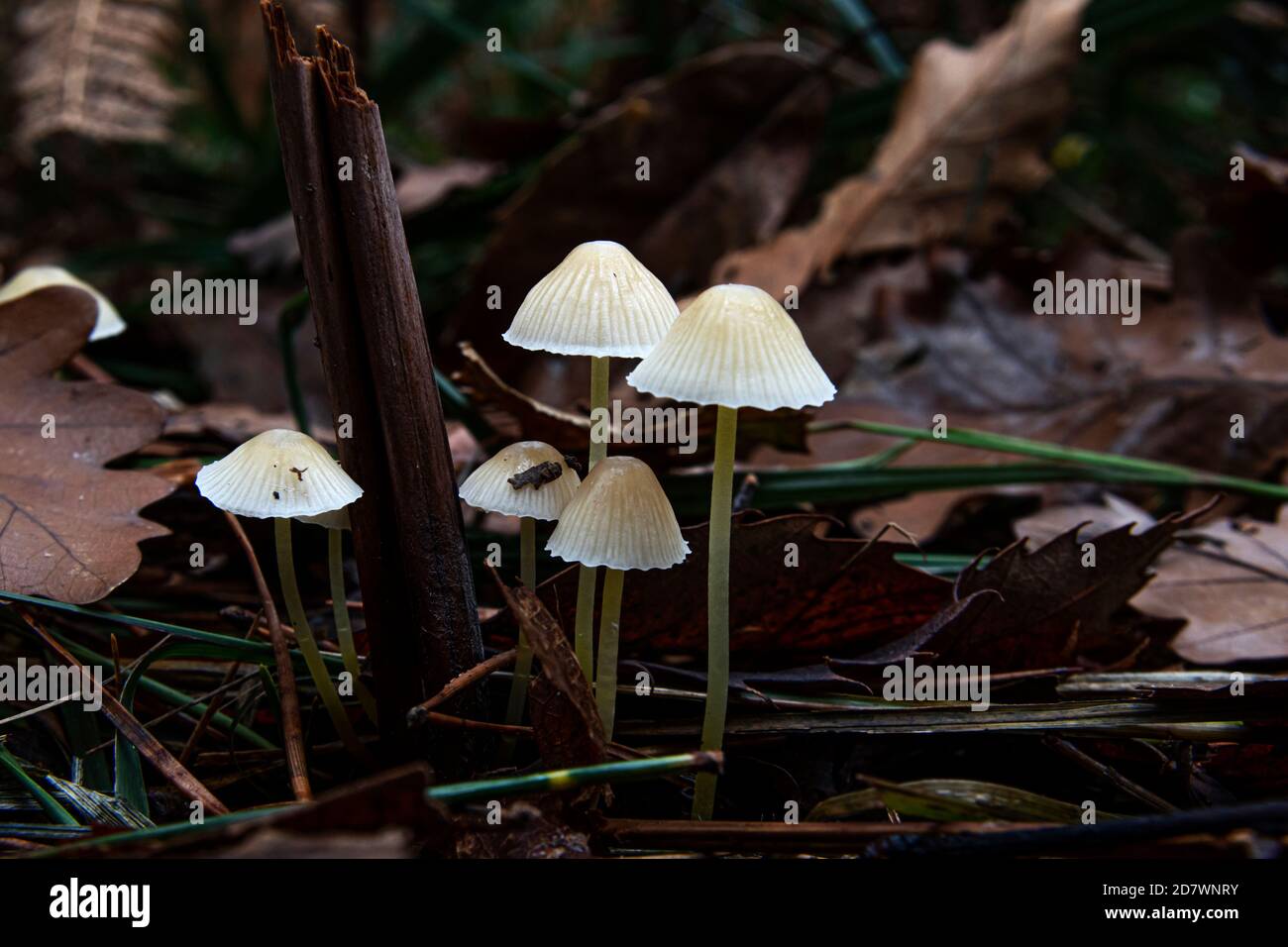 Cinq petits champignons minces aux chapeaux blancs brillent dans la sombre sous-croissance de l'automne. Banque D'Images