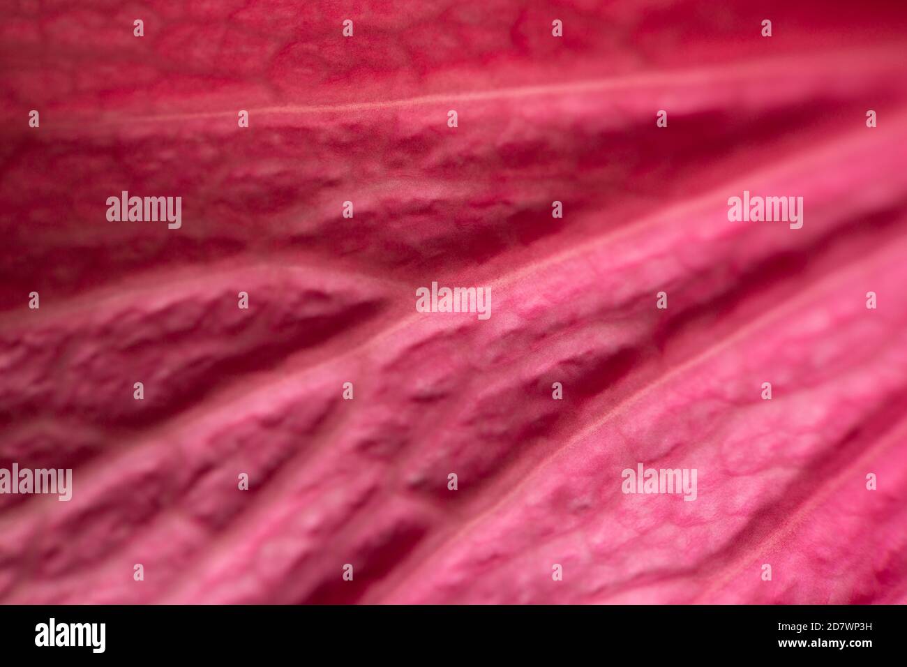 Hibiscus Juno gros plan détail des couleurs vives Banque D'Images