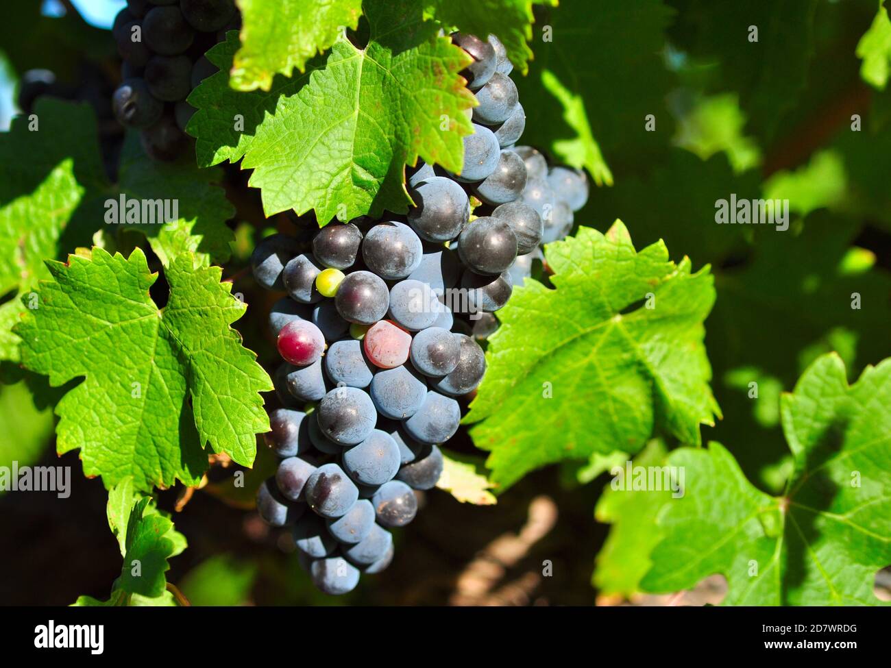 Raisins de Shiraz dans un vignoble près de Stellenbosch, Afrique du Sud Banque D'Images