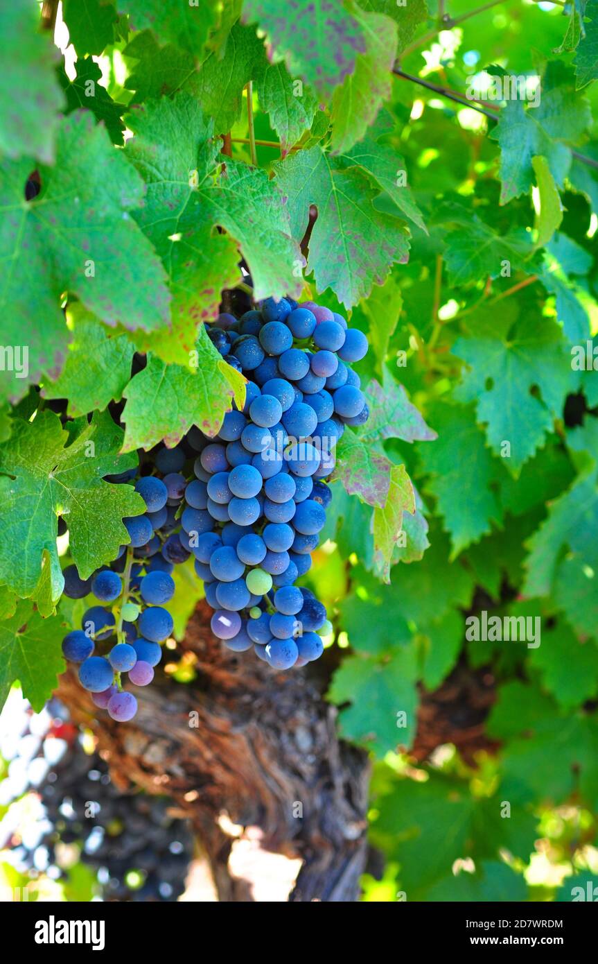 Raisins de Shiraz dans un vignoble près de Stellenbosch, Afrique du Sud Banque D'Images