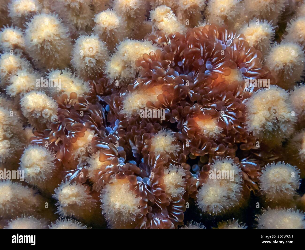 Lebrunia negecta est une espèce d'anémone de mer de la famille des Aliciidae. Il est situé dans la mer des Caraïbes Banque D'Images