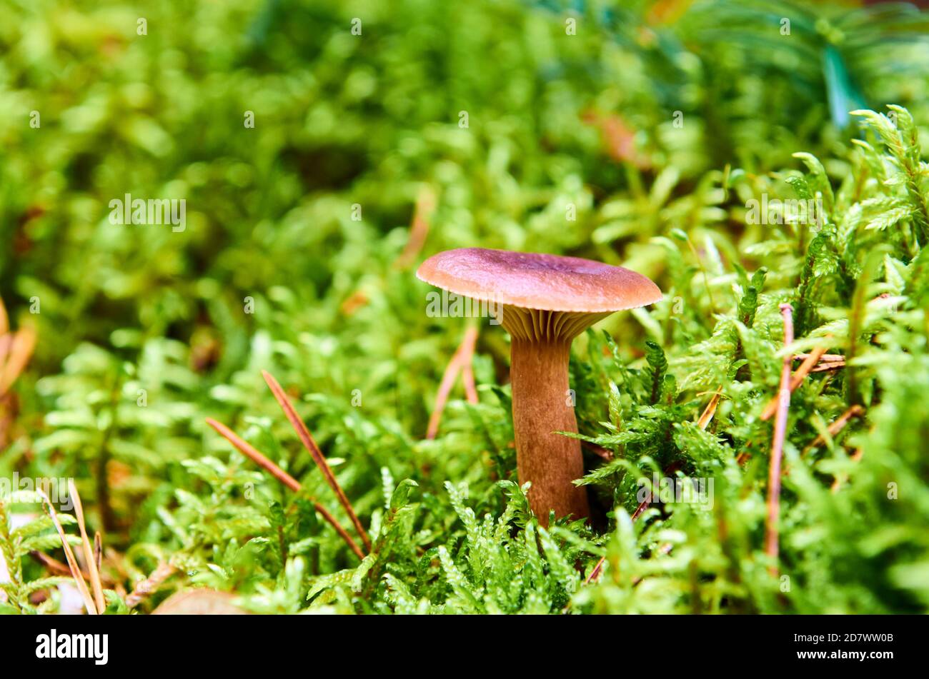 Un champignon brun avec un chapeau pousse entre les mousses Banque D'Images