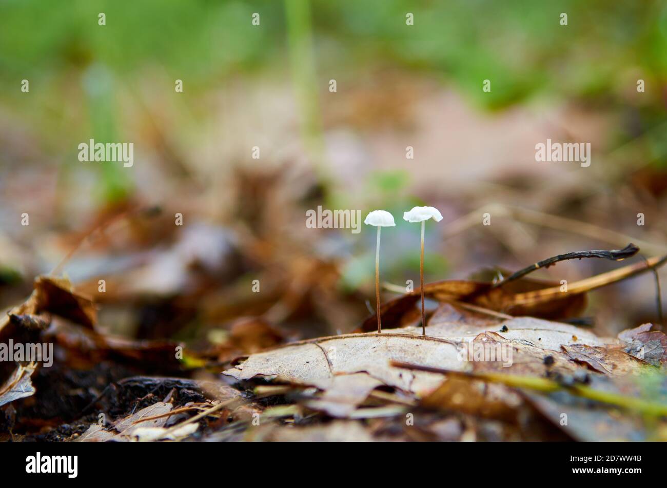 Deux petits champignons poussent sur une feuille d'automne Banque D'Images