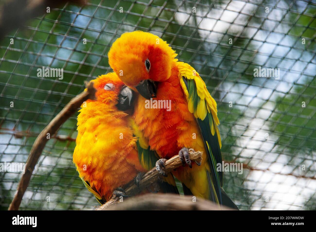 Vue de deux parakeet de soleil, également connu dans l'aviculture comme la conure de soleil, Aratinga solstitialis Banque D'Images