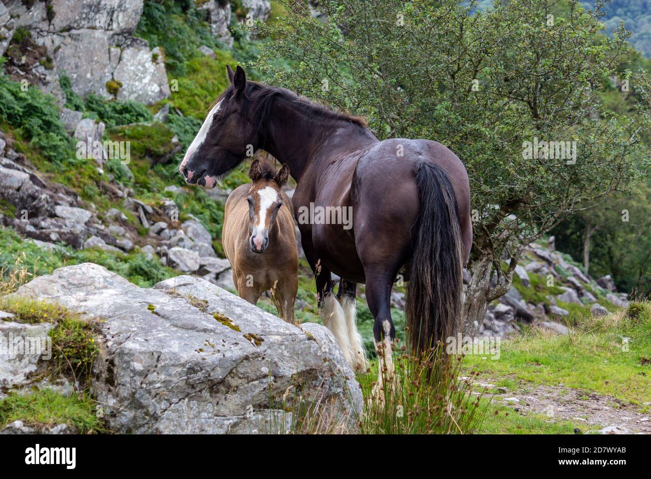 Mare et Foal sur Stoney, Green Hillside dans la campagne Banque D'Images