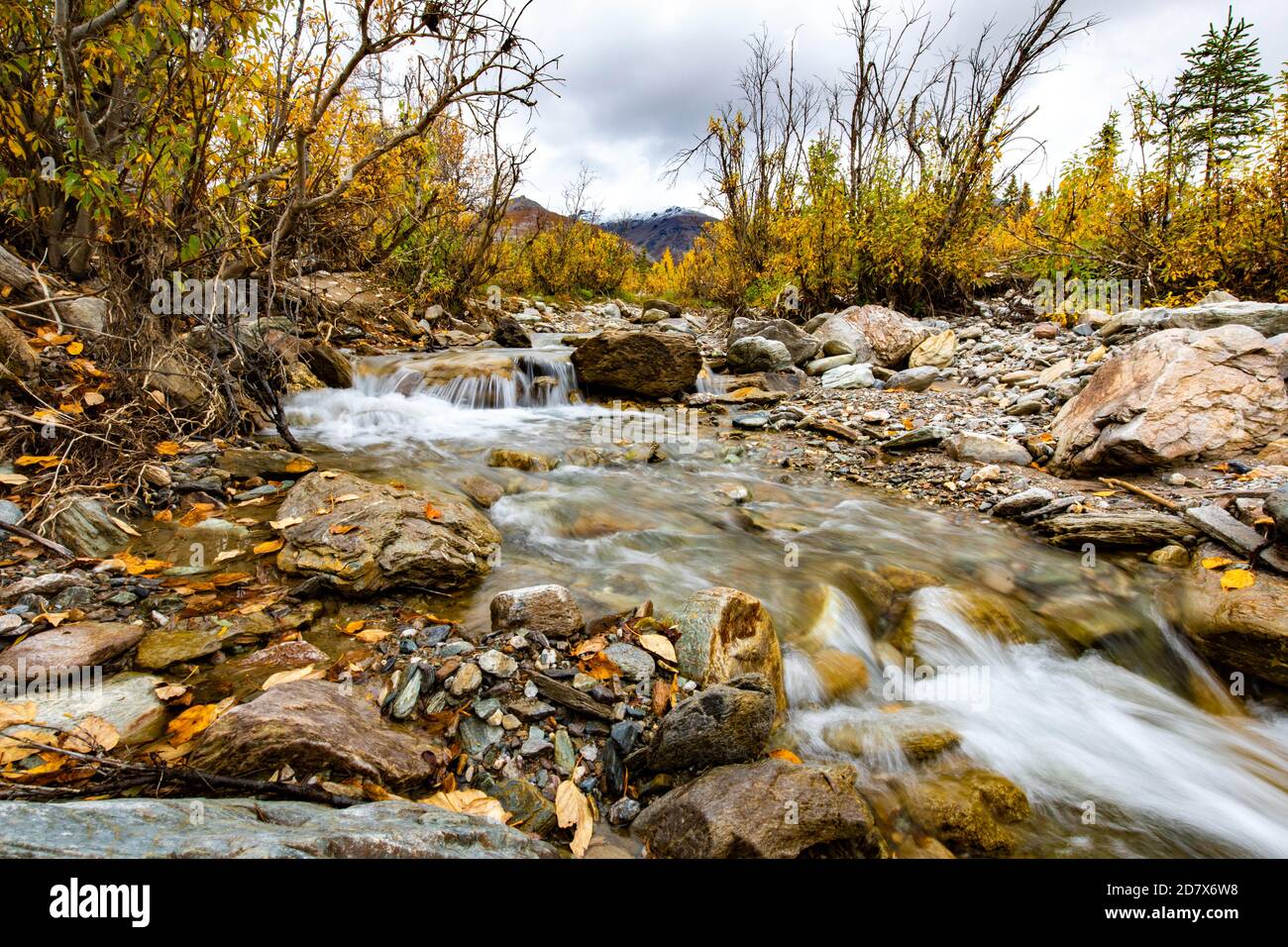 Savage River sur la piste alpine depuis le parc national de Denali à l'automne Banque D'Images