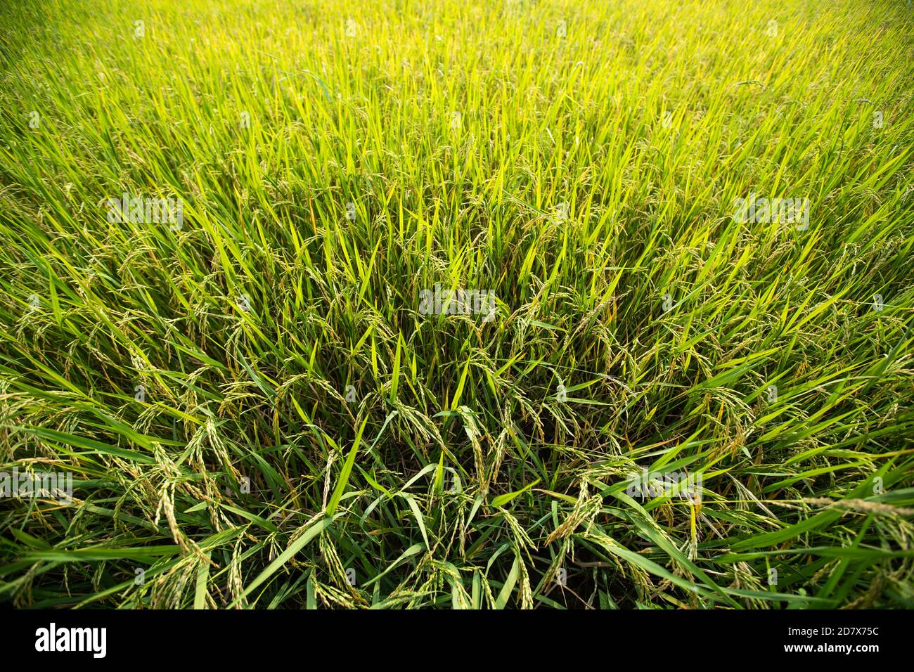 Paddy champ de riz frais Banque D'Images