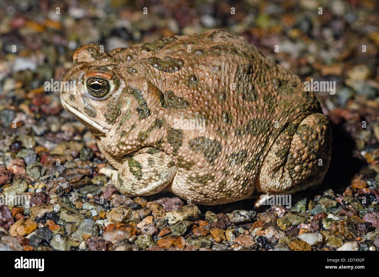 Crapaud de Woodhouse (Anaxyrus woodhousii) Banque D'Images