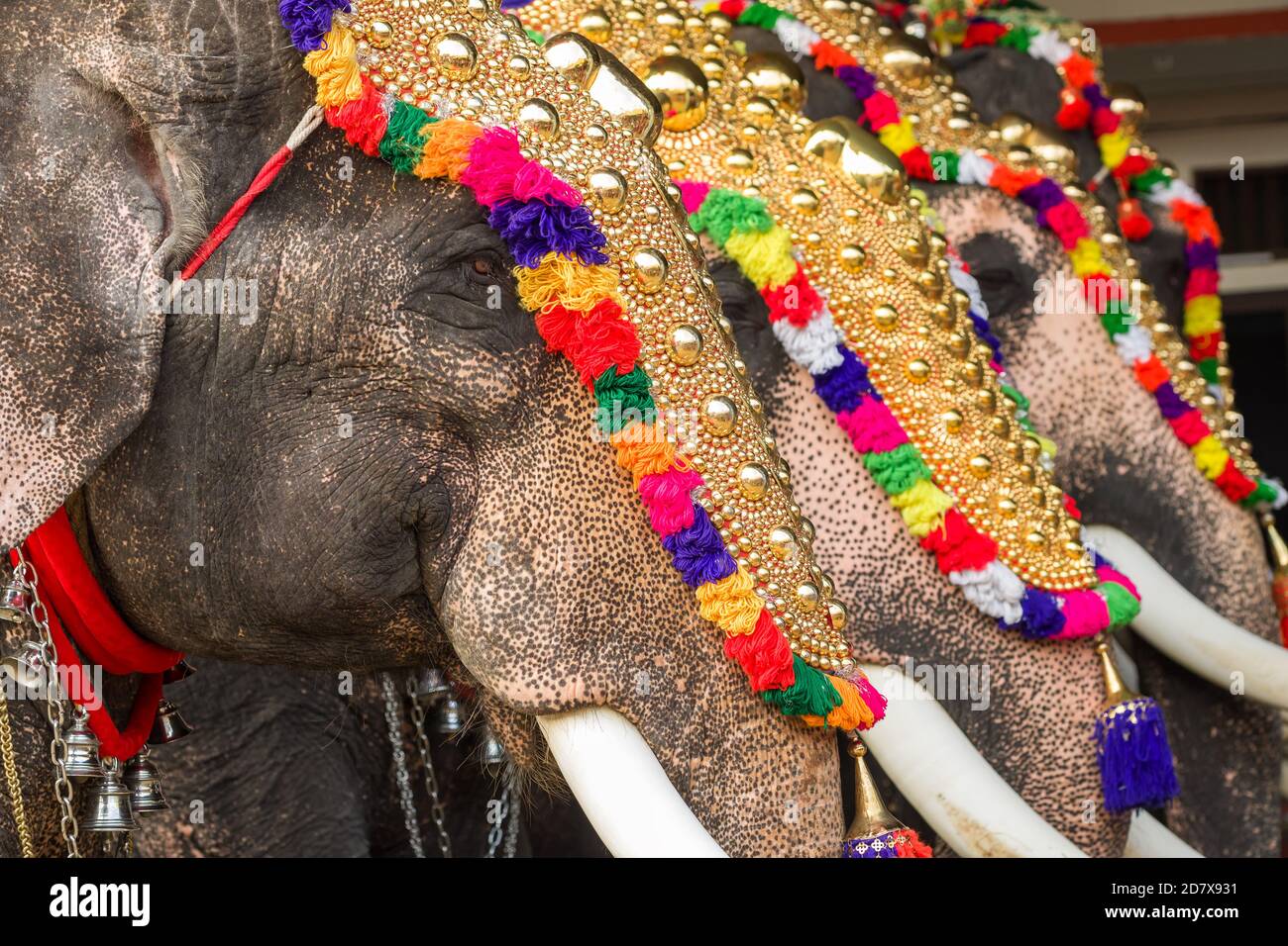 Éléphants décorés au festival du temple à Siva temple, Ernakulam, Kerala, Inde Banque D'Images