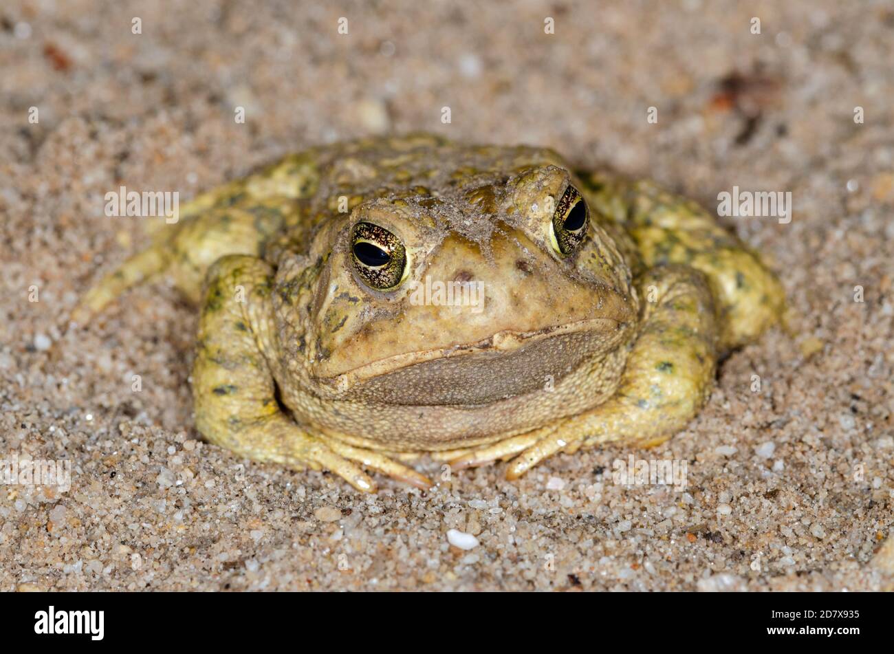 Le crapaud de Woodhouse (Anaxyrus woodhousii) patialement submergé dans le sable Banque D'Images