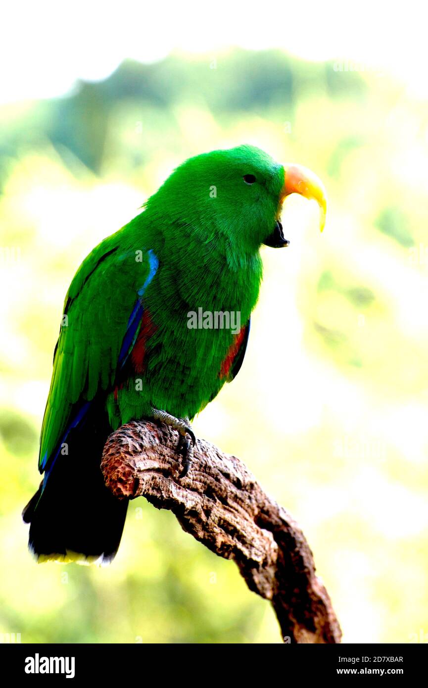 Les perroquets d'Eclectus sont des oiseaux bruyants. Celui-ci criait les bonnes chances dans le Grand Aviary au zoo de Melbourne à Victoria, en Australie. Banque D'Images