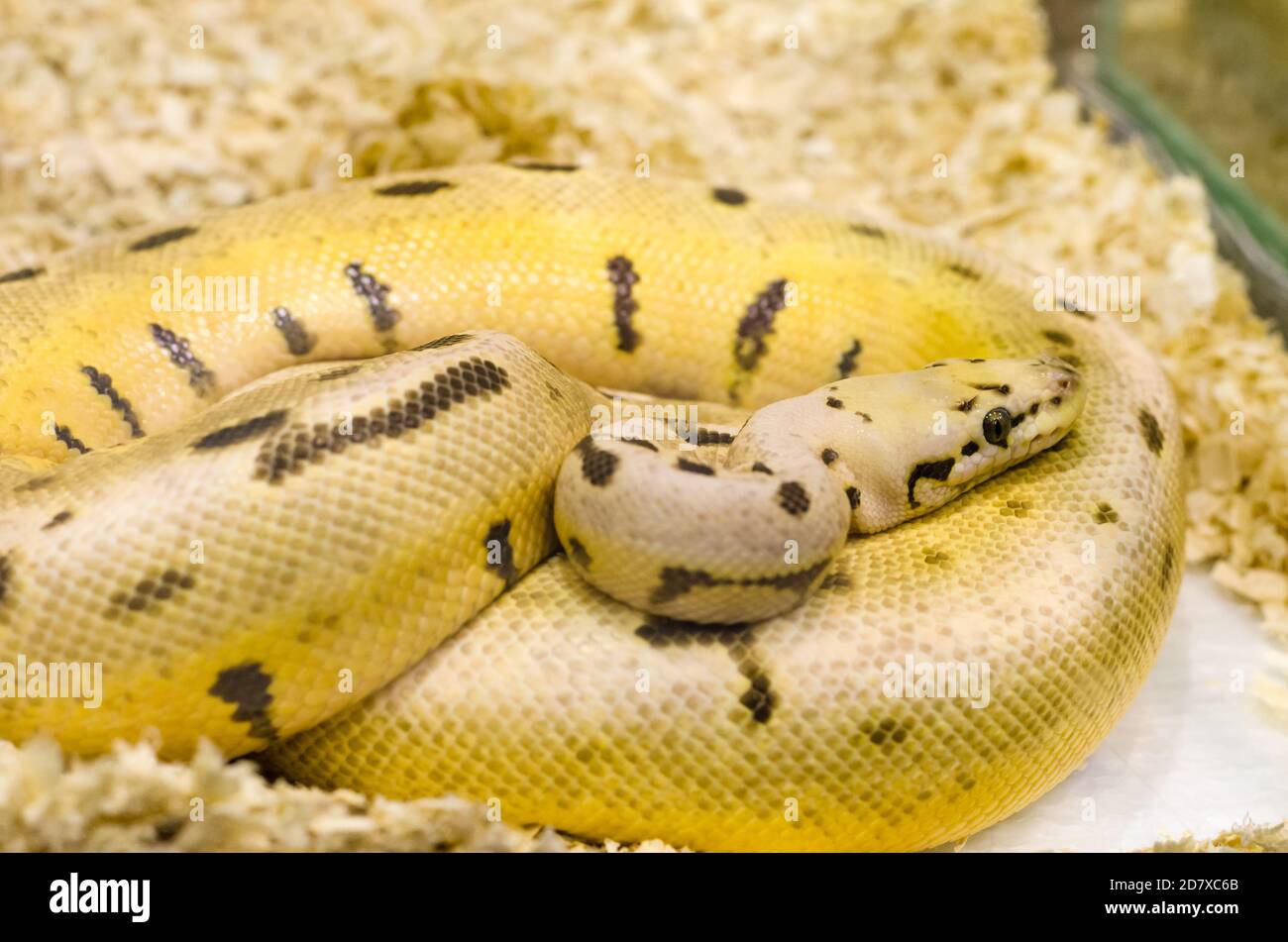 serpent jaune avec taches noires Banque D'Images