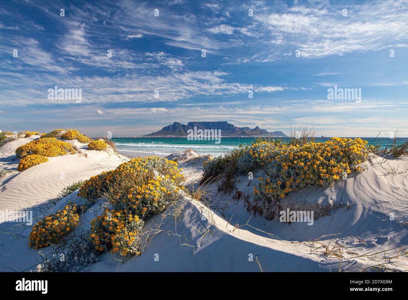 Attraction touristique Table montagne cape Town afrique du Sud vue fron bloubergstrand avec fleurs de printemps dans les dunes ciel bleu et nuages blancs Banque D'Images