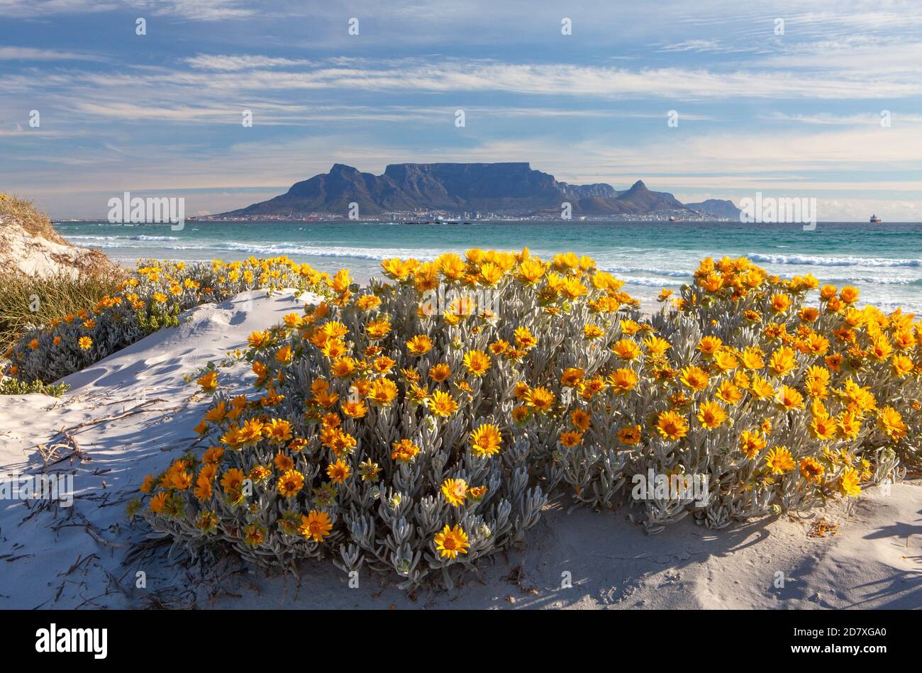 Attraction touristique Table montagne cape Town afrique du Sud vue fron bloubergstrand avec fleurs de printemps dans les dunes ciel bleu et nuages blancs Banque D'Images