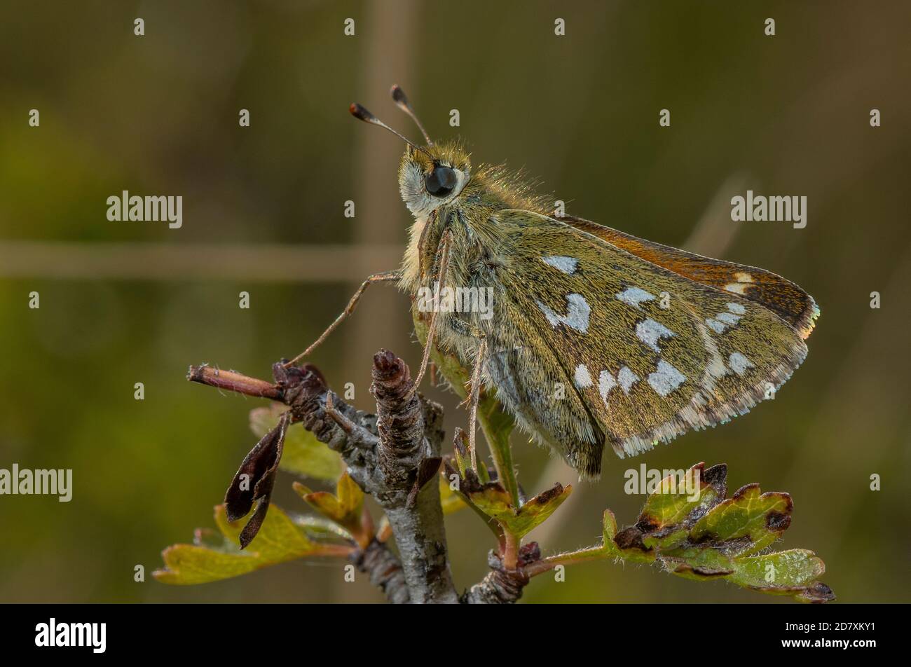 Femelle, Hesperia Comma, skipper à pois argentés, sur l'aubépine, sur la craie en août. Hampshire. Banque D'Images