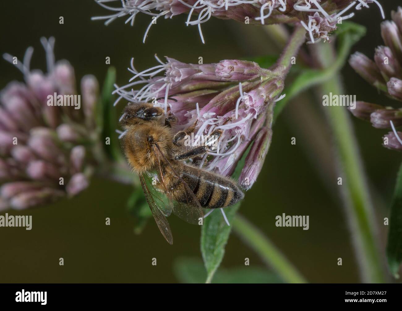 Miel-abeille, API mellifera, se nourrissant aux fleurs de chanvre-agrimony. Banque D'Images