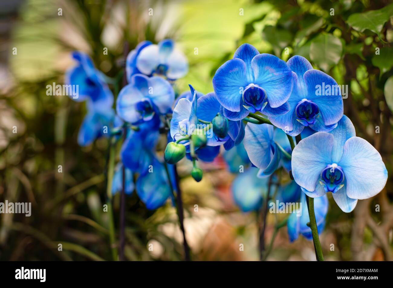 Branche avec fleurs bleues orchidées en gros plan. Fleur exotique naturelle  fraîche, grande fleur d'orchidée Photo Stock - Alamy
