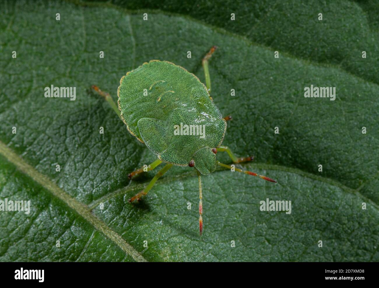 Nymphe de l'insecte vert, Palomena prasina, sur la feuille. Banque D'Images