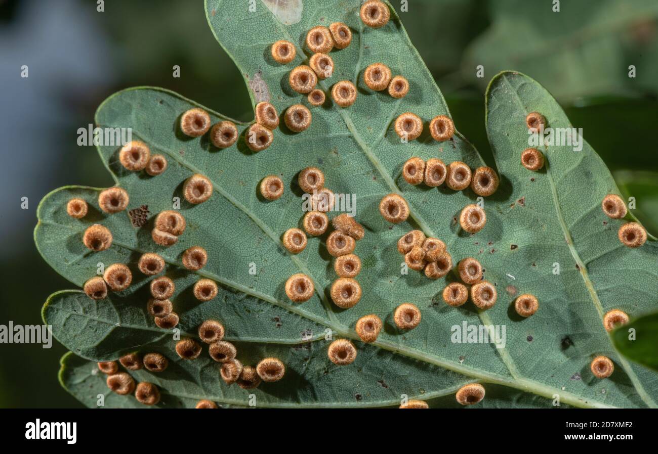 Des galettes de boutons de soie, Neuroterus numismalus, causées par une guêpe sur une feuille de chêne commun. Banque D'Images
