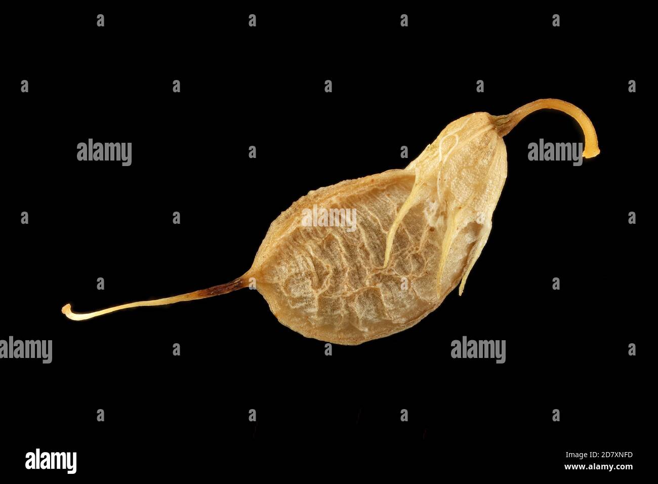 Melilotus officinalis, trèfle doux jaune, Echter Honigklee, gros plan, fruit Banque D'Images