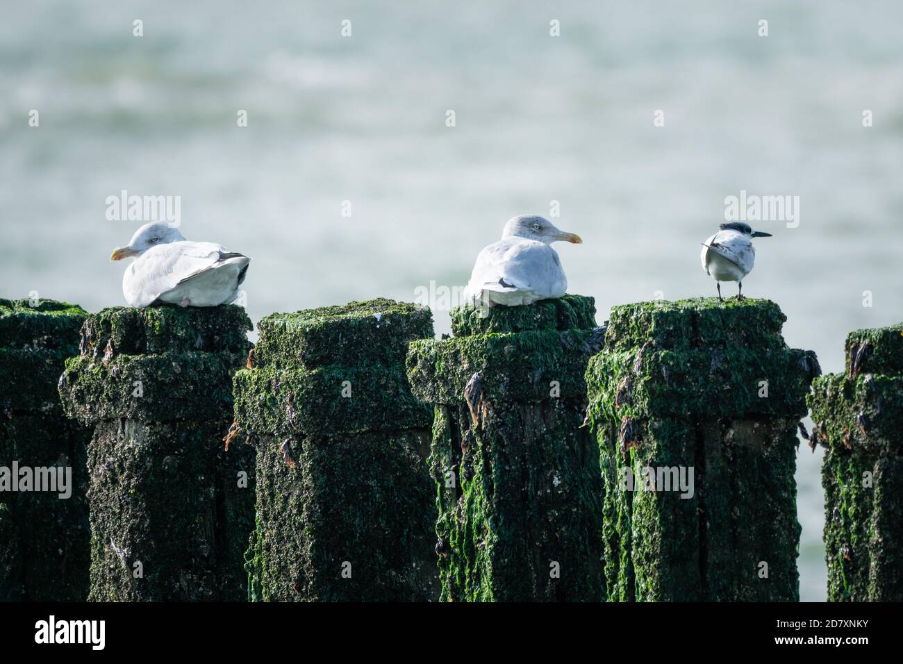Deux mouettes et une serre de sandwich assises sur les pôles recouverts d'algues d'un brise-lames. Côte de la mer du Nord, Westkapelle, pays-Bas. Banque D'Images