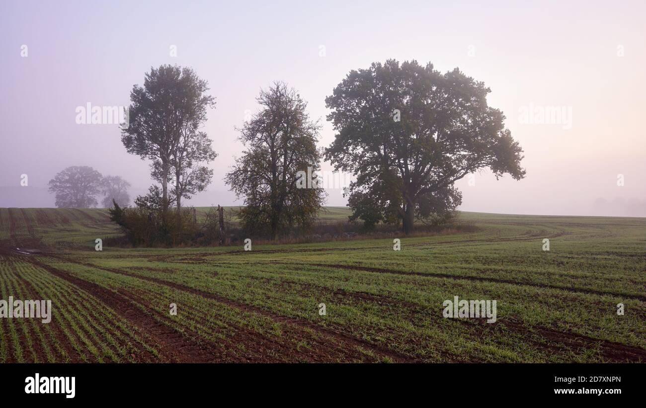 Paysage de brouillard rural avec arbres sur un champ au lever du soleil. Banque D'Images