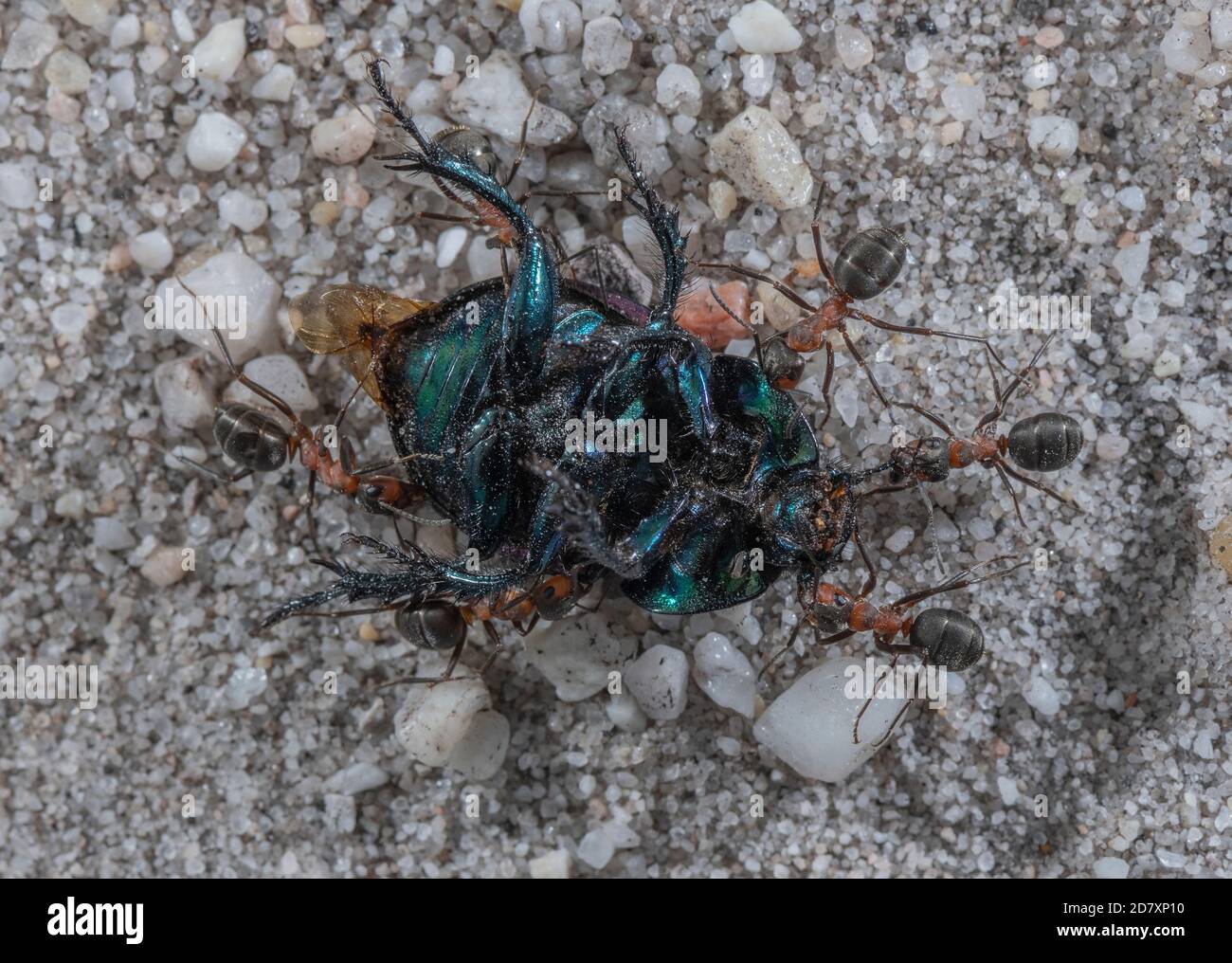 Ants de bois du sud, Formica rufa, transportant le Dor Beetle mort vers le nid. Dorset. Banque D'Images