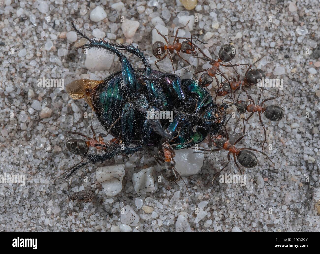 Ants de bois du sud, Formica rufa, transportant le Dor Beetle mort vers le nid. Dorset. Banque D'Images