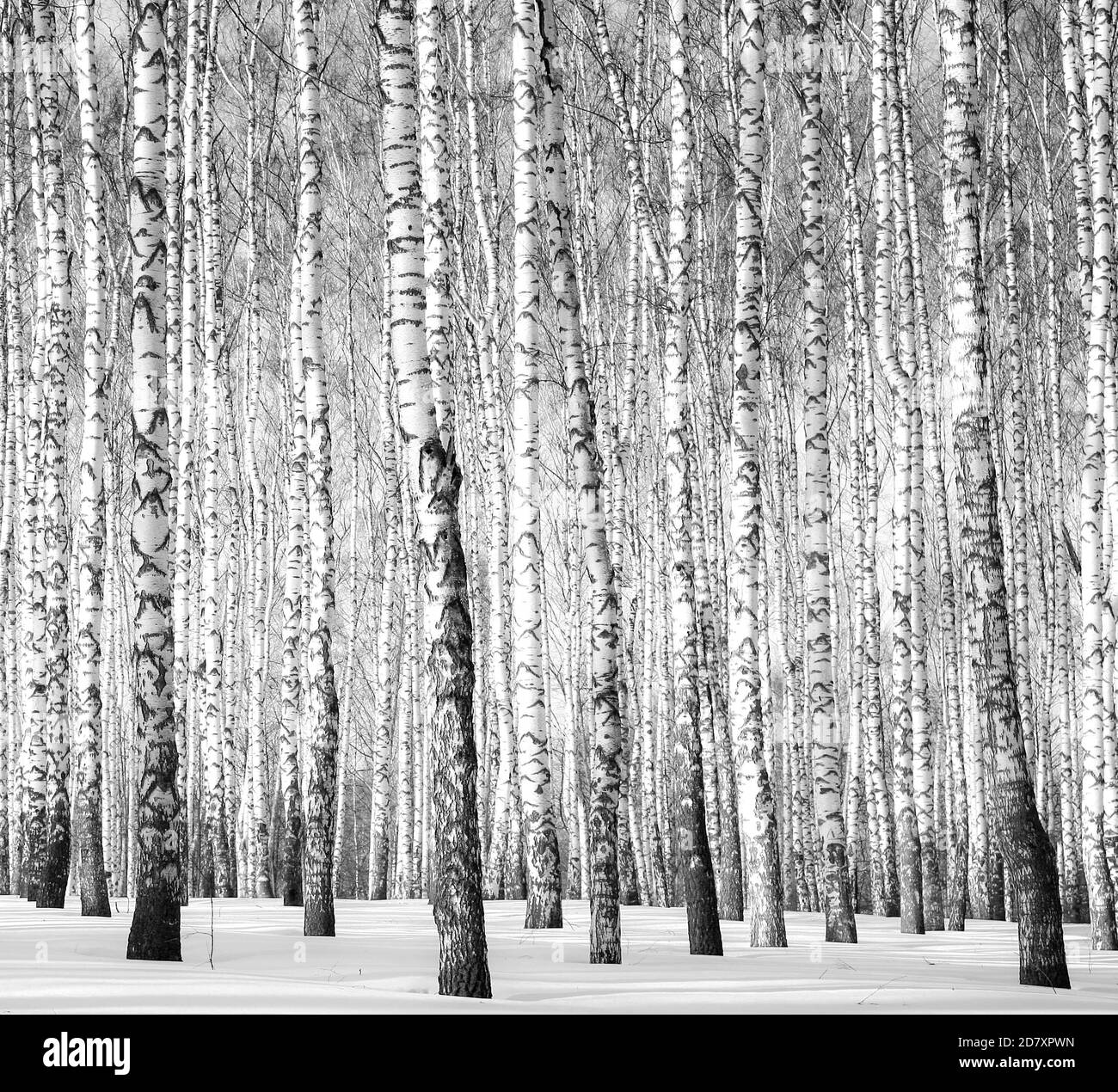 bosquet de bouleau d'hiver en plein soleil noir et blanc Banque D'Images