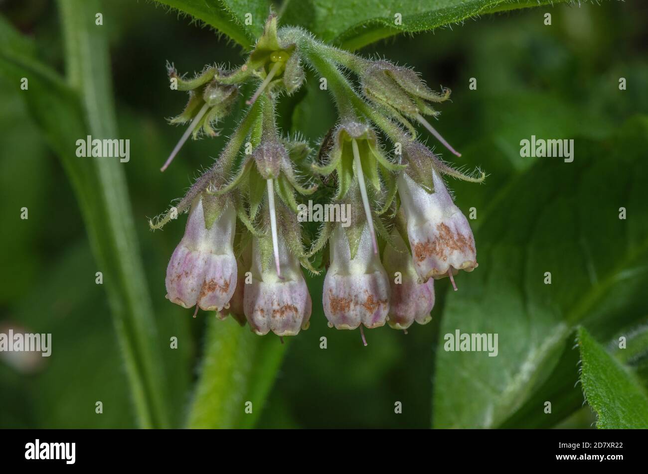 Commune de Comfrey, Symphytum officinale, en fleur le long de la rivière, Dorset. Banque D'Images