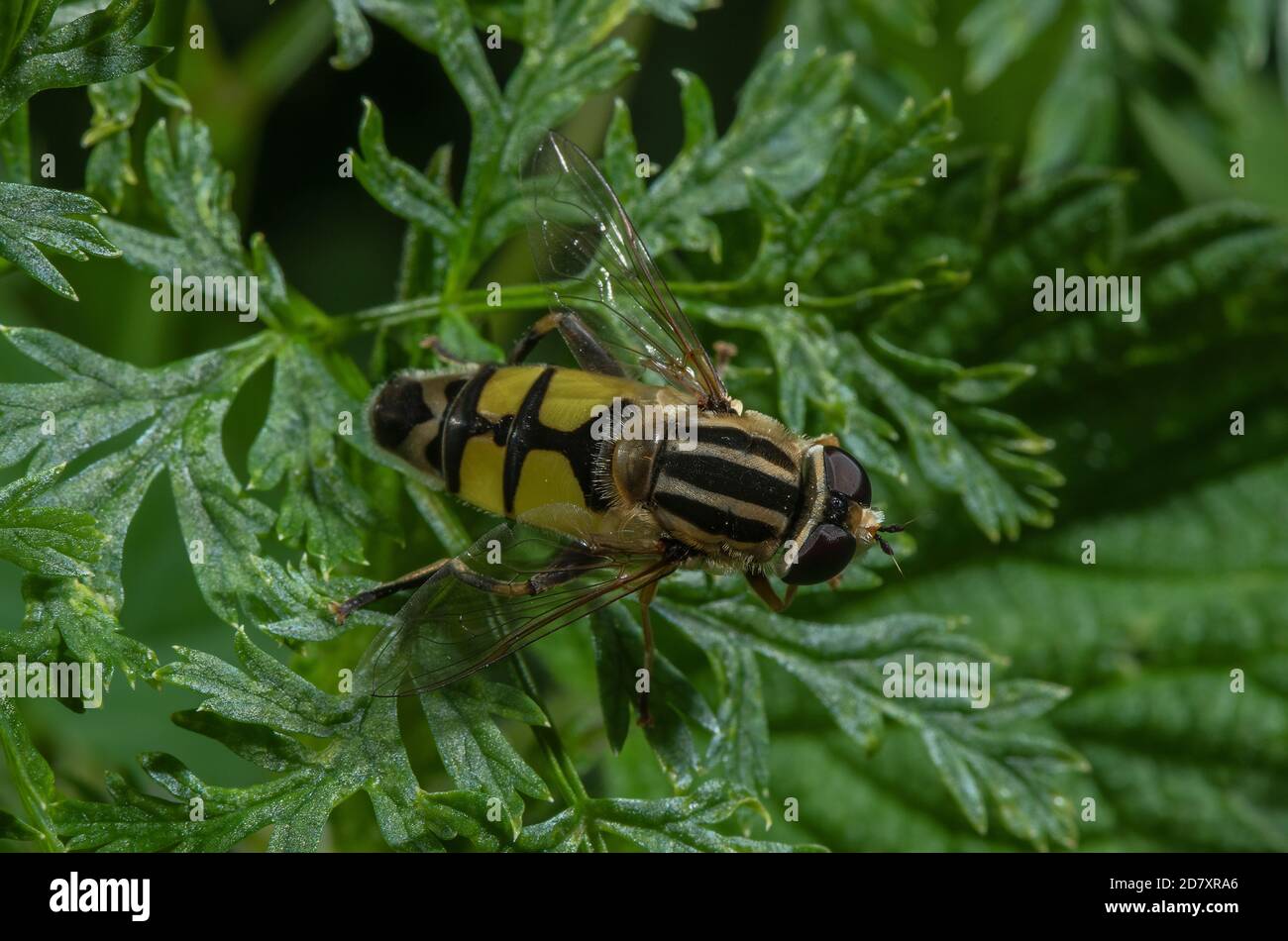 Un aéroglisseur, Helophilus trivittatus, se baquant sur la feuille dans le défrichement des bois. Banque D'Images