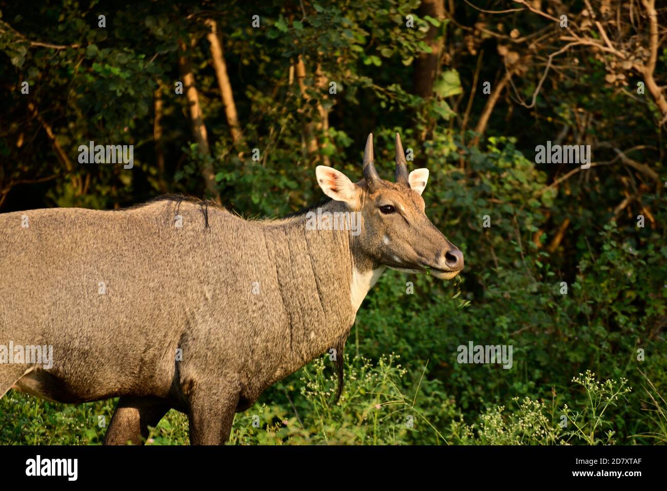 Le taureau bleu adulte ou nilgai est un antilope asiatique dans la forêt. Nilgai est un animal endémique du sous-continent indien. Banque D'Images