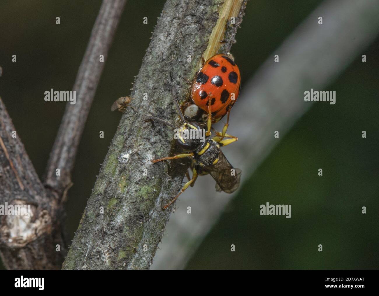 La femelle de la morche-guêpe de campagne, Mellinus arvensis, gardait apparemment l'oiseau-ladybide arlequin parasitisé mort, Harmonia axyridis, avec la mouche de Phorid approchant. Banque D'Images