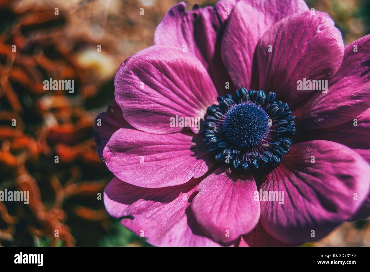 Macro d'une fleur rose isolée de l'anémone coronaria dans nature Banque D'Images