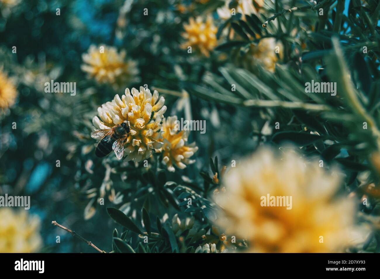 Détail d'une abeille sur une fleur blanche et jaune d'anthyllis dans la nature Banque D'Images