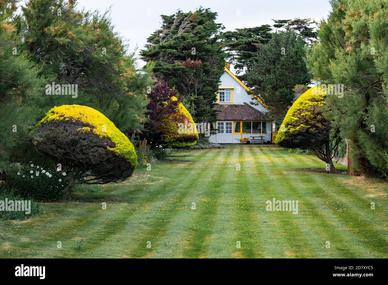 Un jardin de chalet bien entretenu avec pelouse rayée et arbustes jaunes à West Sussex, Angleterre, Royaume-Uni. Banque D'Images