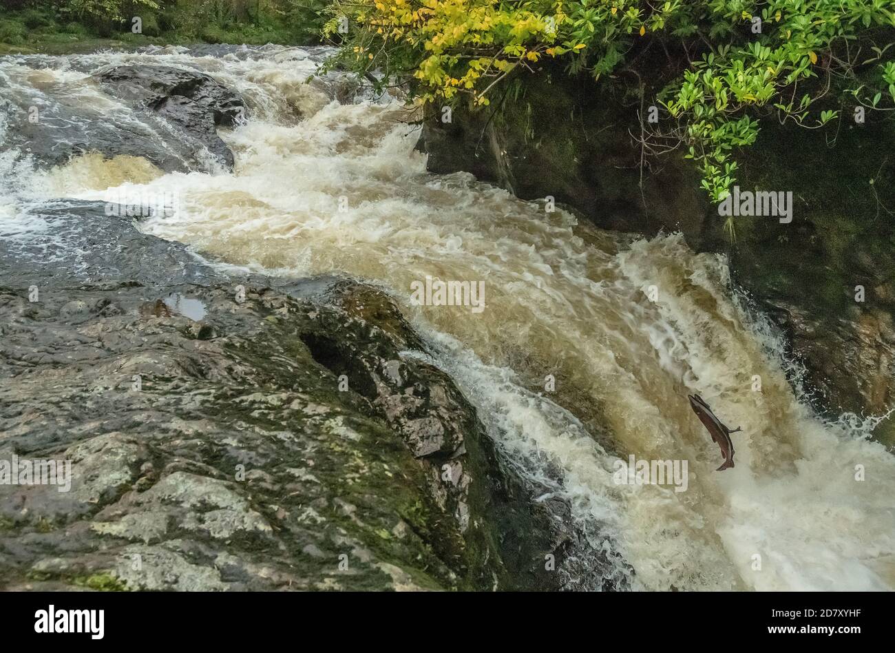 Saumon de l'Atlantique, Salmo salar, qui migre vers le haut de la rivière Almond à Buchty Sneer, Perth & Kinross, pour se reproduire. Banque D'Images