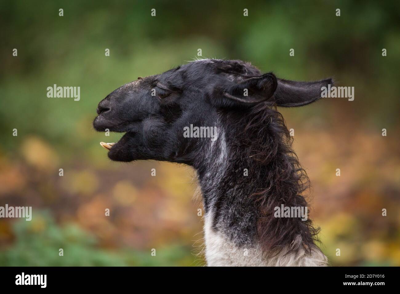 Lama noir Banque D'Images