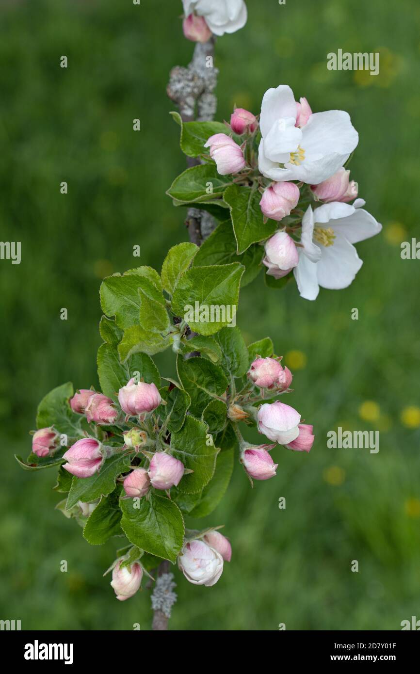 Fleurs et bourgeons sur la branche d'un pommier Banque D'Images