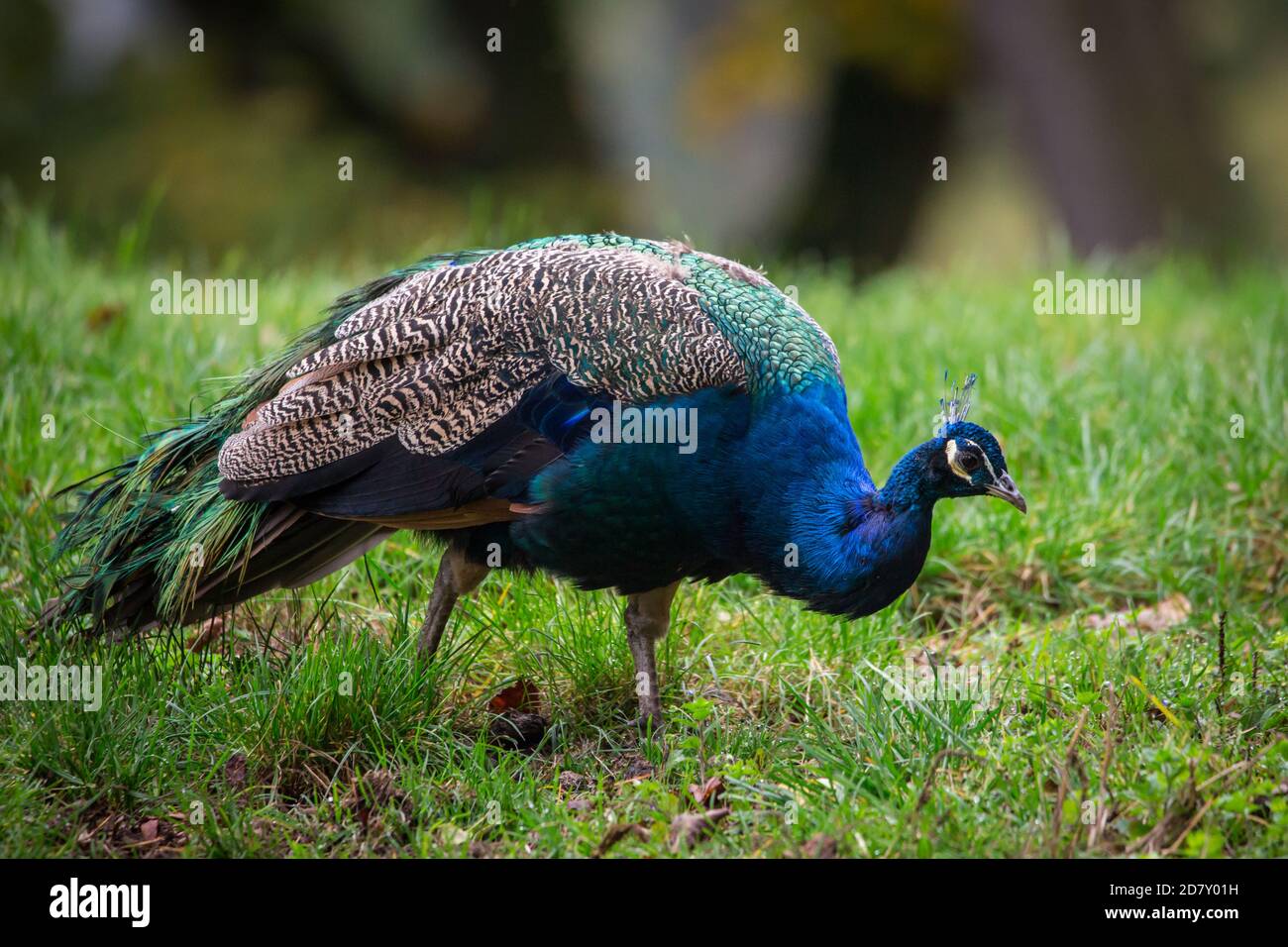 Coq Peacock (Pavo cristatus) Banque D'Images