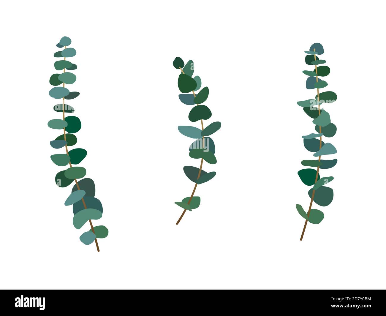 Ensemble de feuilles et branches d'eucalyptus de style vectoriel plat. Ensemble de feuillage d'eucalyptus d'argent dollar, naturel ensemencé, gunni. Illustration de Vecteur