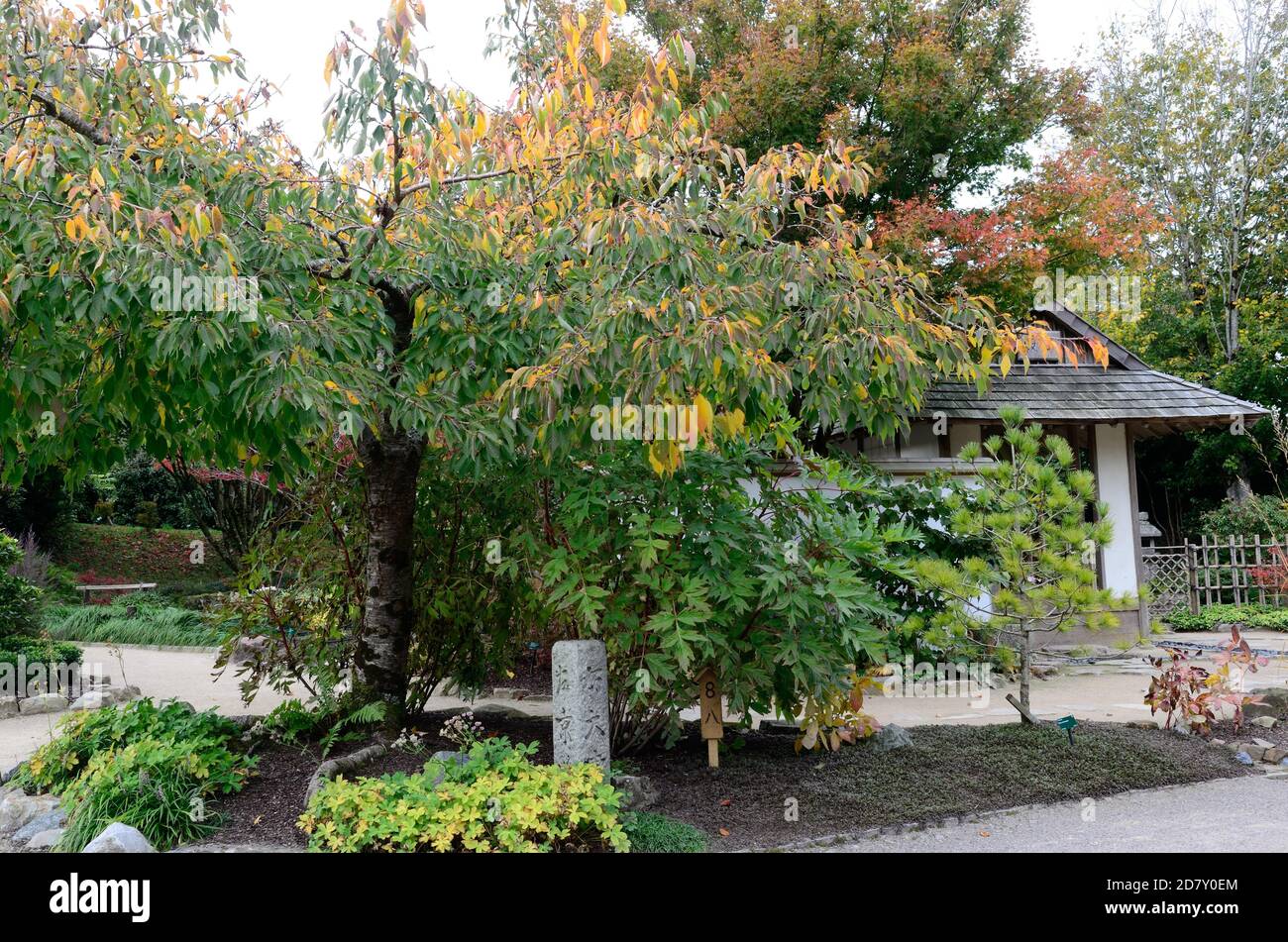 Jardin japonais au jardin botanique national du pays de Galles du Carmarthenshire Pays de Galles Royaume-Uni Banque D'Images